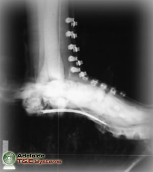 Frangible Surrogate Leg (FSL)